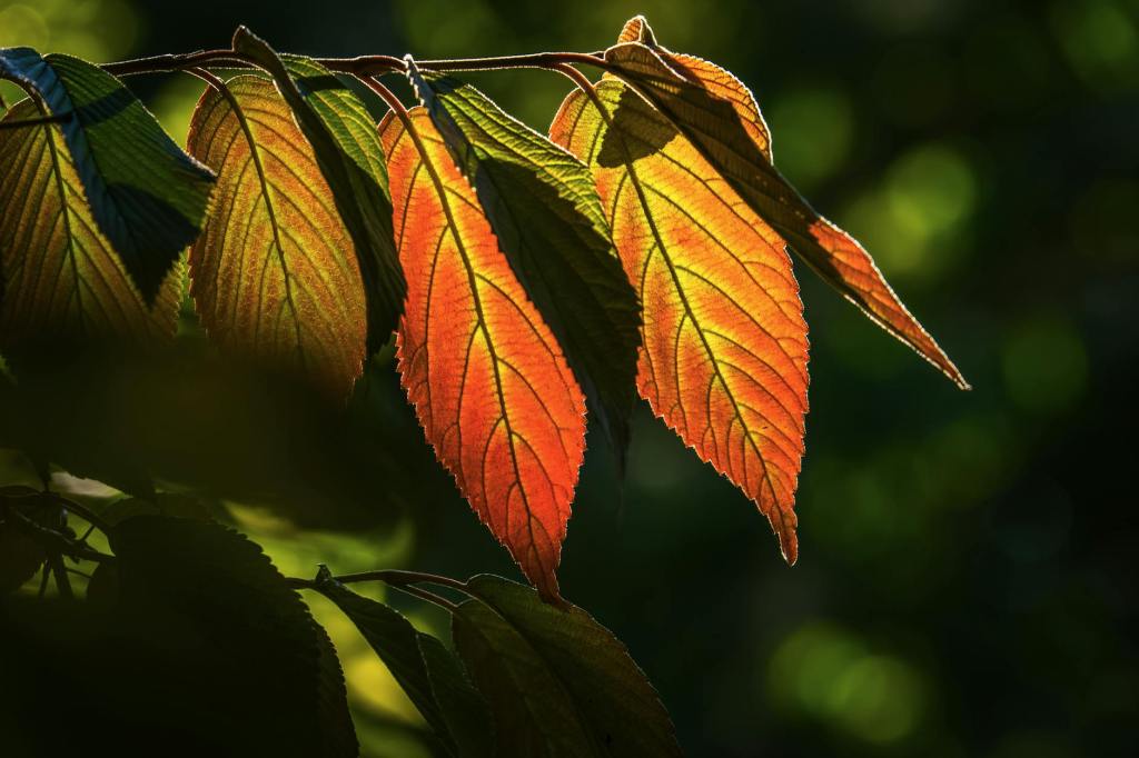 In denial about&nbsp;dementia